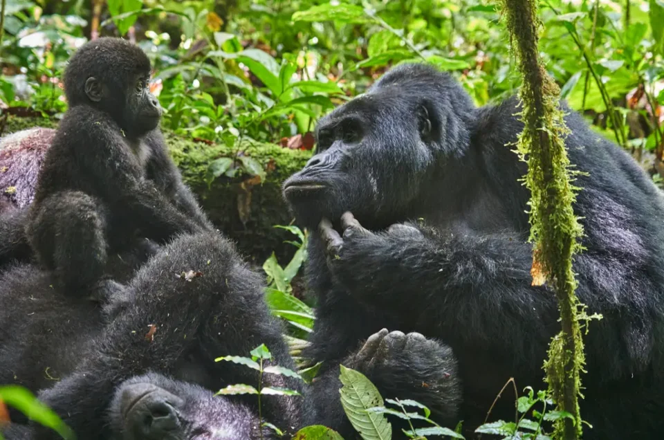 Explore a 2 Day Gorilla Trekking Safari in Uganda from Kigali—scenic drives, crater lakes & close encounters with wild mountain gorillas