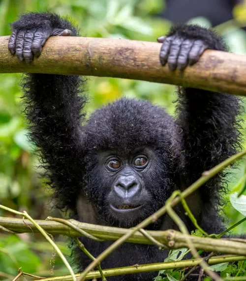 3 Day Gorilla Trekking Uganda
