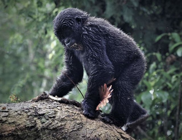 Explore Bwindi’s Gorilla Families and Sectors—26 unique groups across Buhoma, Ruhija, Rushaga & Nkuringo. Plan your trek for a once-in-a-lifetime adventure!