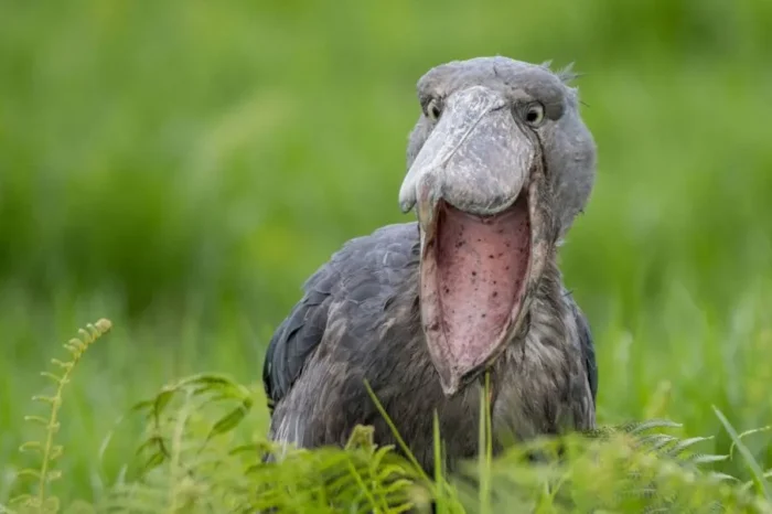 1 Day Mabamba Shoebill Tour