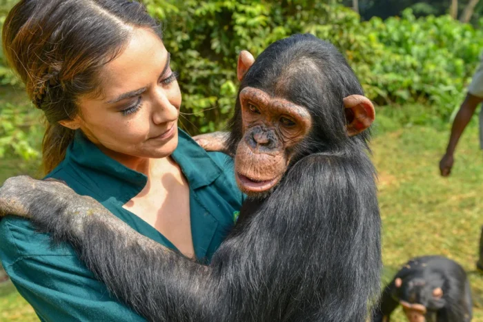 1 Day Ngamba Island Chimpanzee Tour