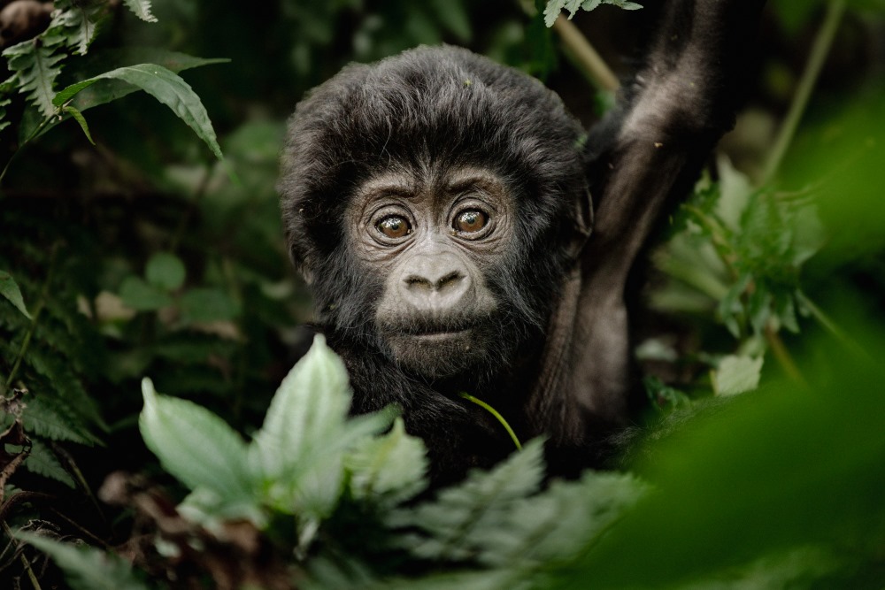 Baby-gorilla-in-Bwindi