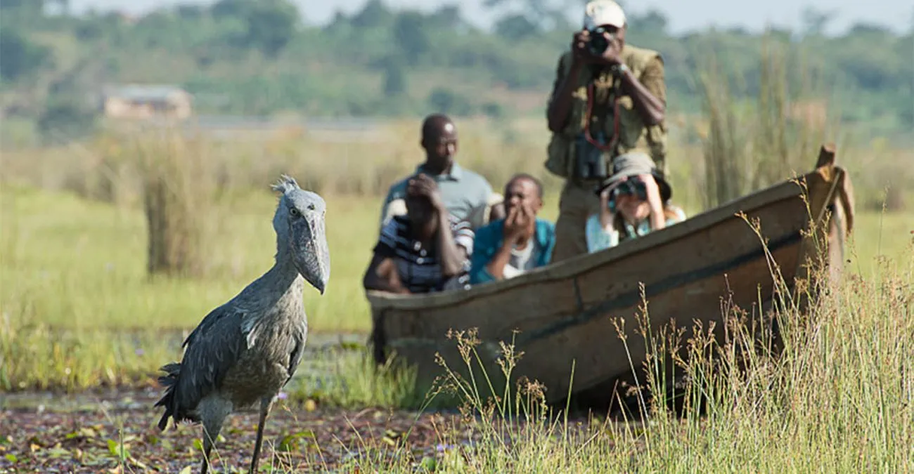 Best-time-to-spot-the-shoebill-stork-in-Mabamba-swamp-1300x675