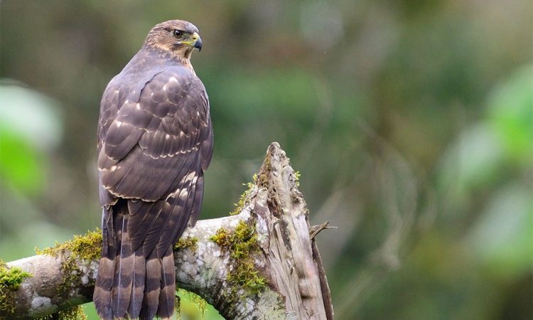 Birding-in-Semuliki-national-park-750x450