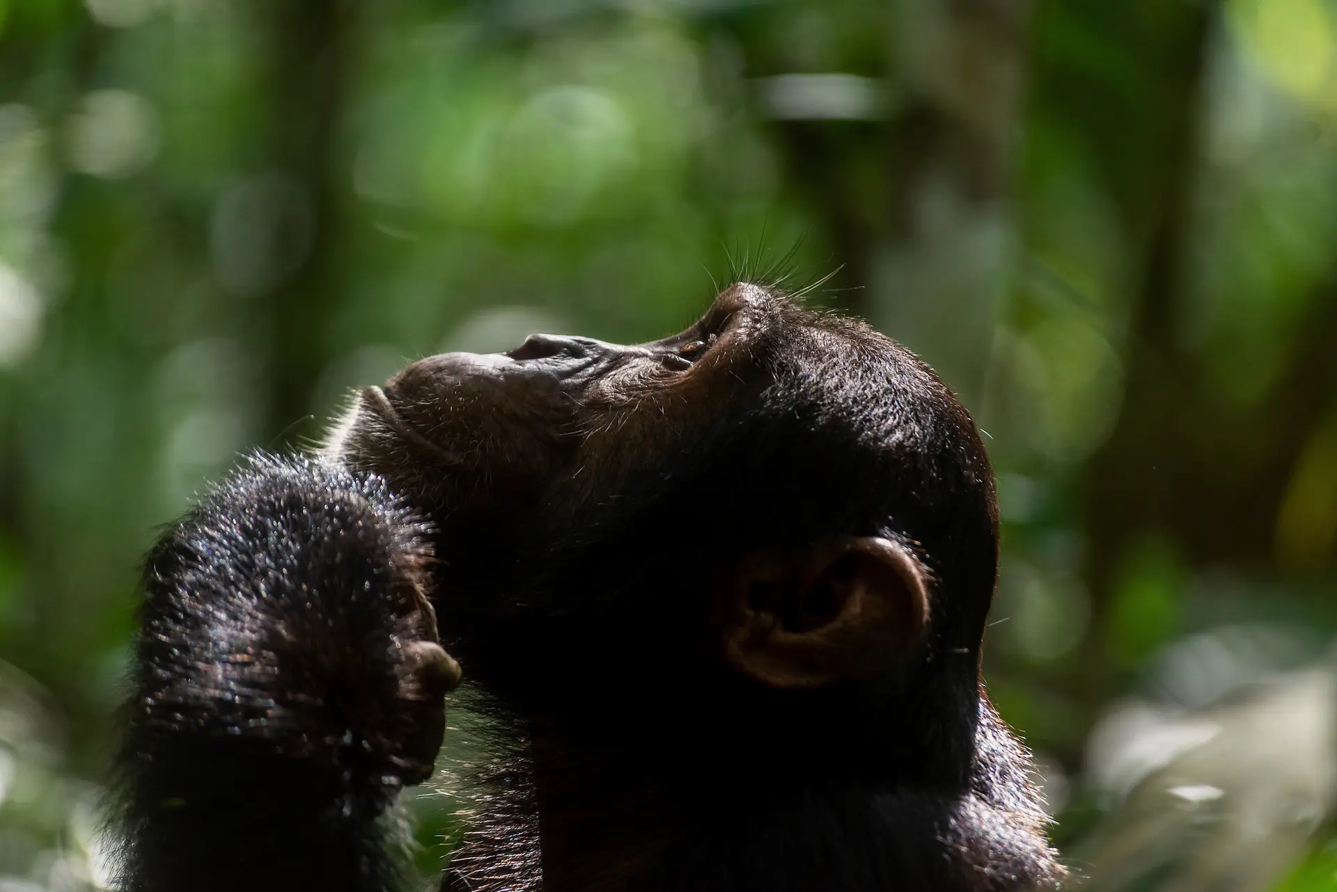 Chimpanzee trekking in Budongo Forest Reserve in Uganda