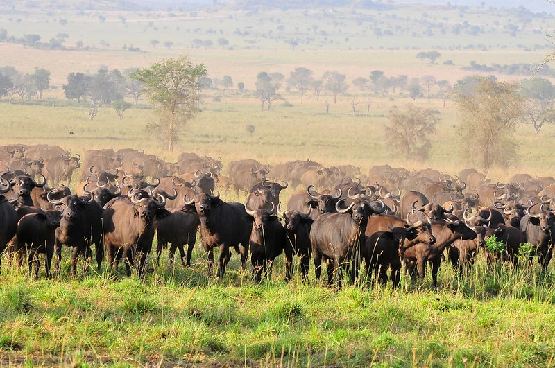 Buffaloes in Kidepo.webp