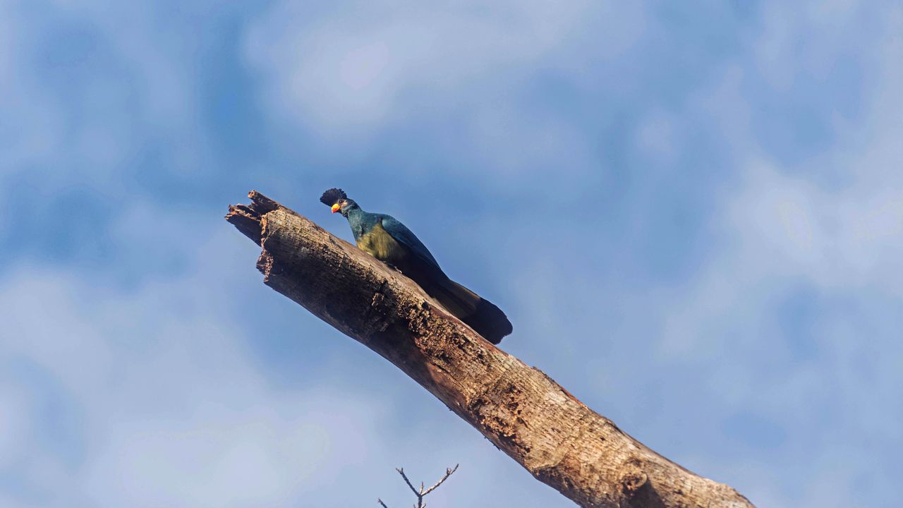 Bugoma Forest birding.jpg