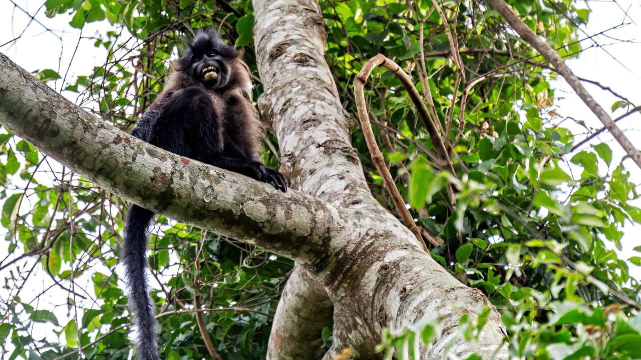 Grey-cheeked mangabey in Bugoma Forest