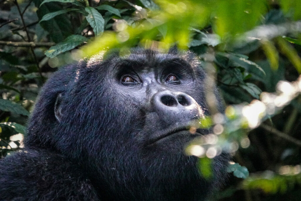 Bwindi-Impenetrable
