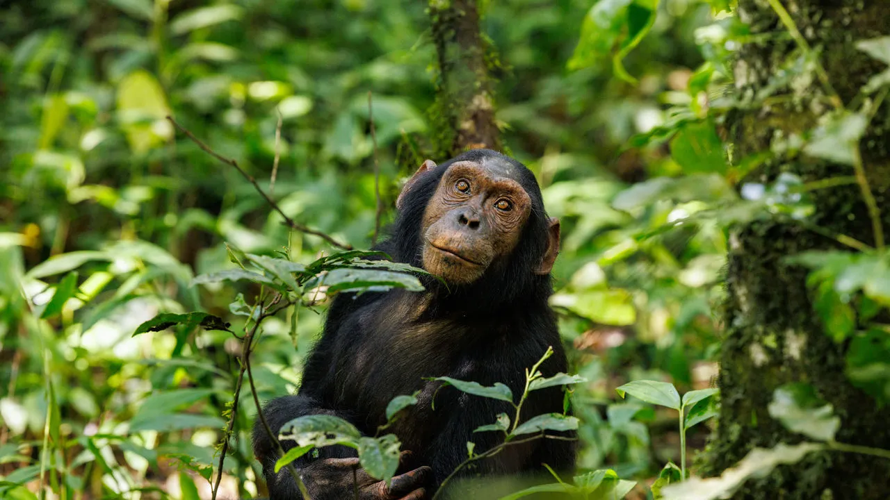 Chimpanzee in Bugoma Forest