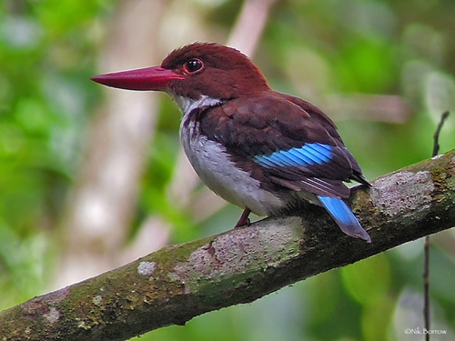 Chockolate backed kingfisher in Budogo Forest