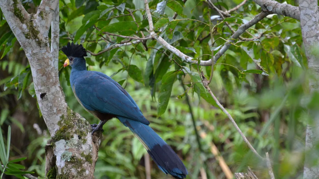 A great blue turaco in Bugoma Forest