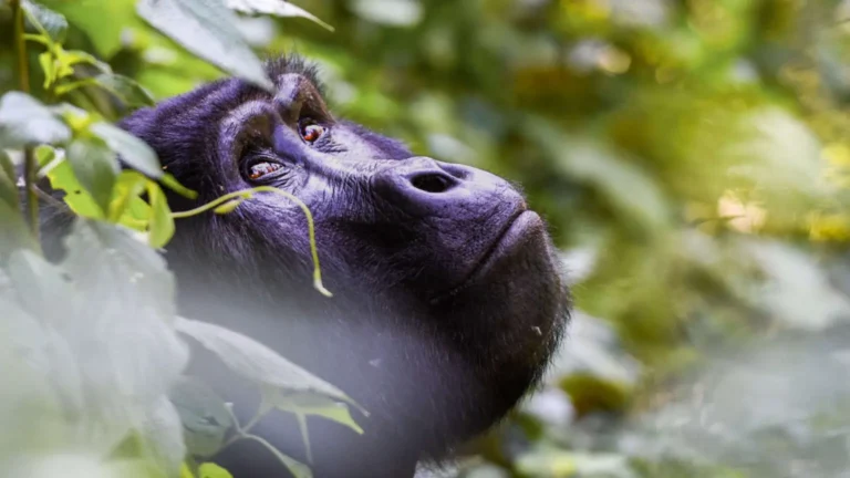 Bwindi-Impenetrable-Forest-1-63c698c0