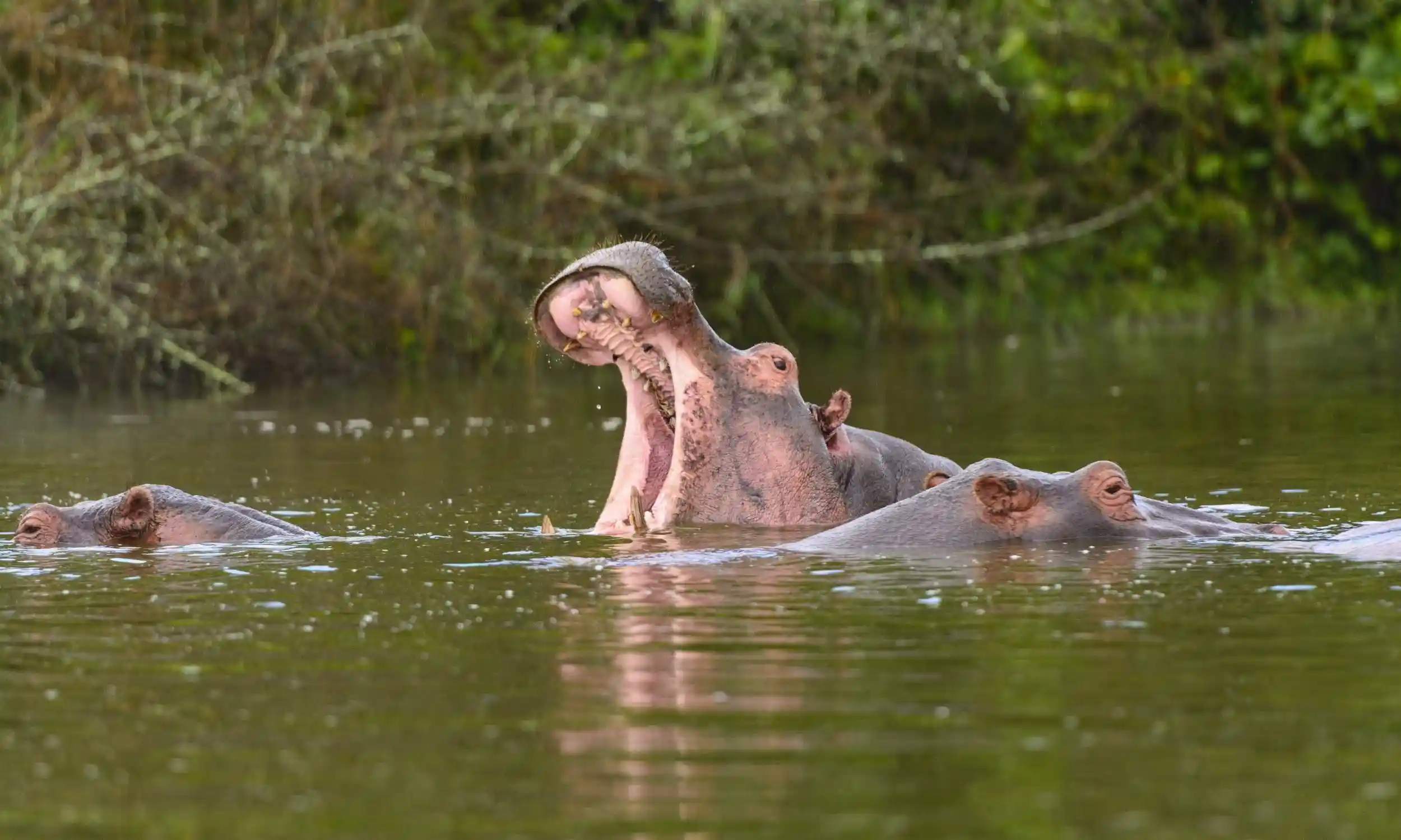 Hippo-Yawn-in-Lake-Mburo-in-Uganda