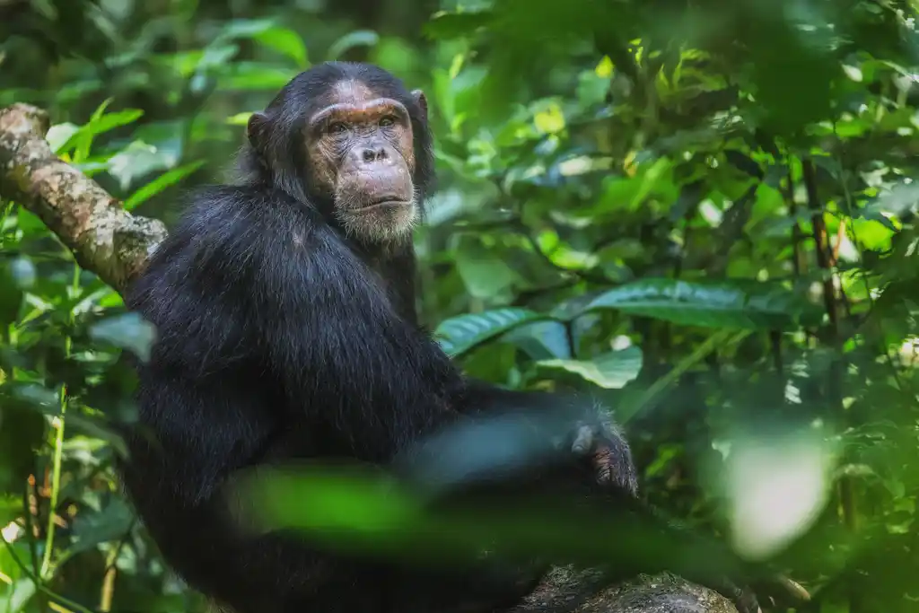 Kalinzu Forest Chimpanzee Trekking