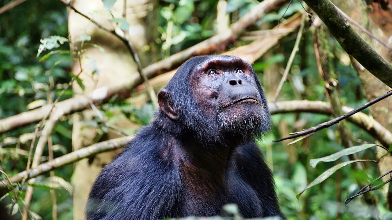 Bugoma Forest chimpanzee trekking