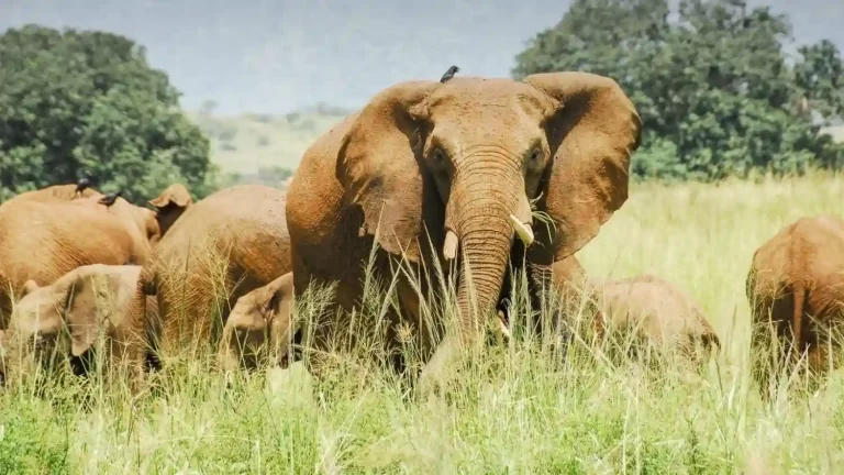 Uganda