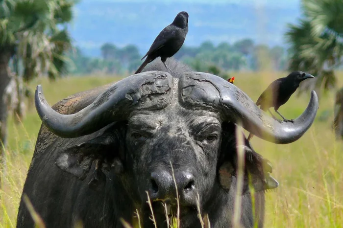 21 Day Uganda Ultimate Safari | Three Weeks In Uganda