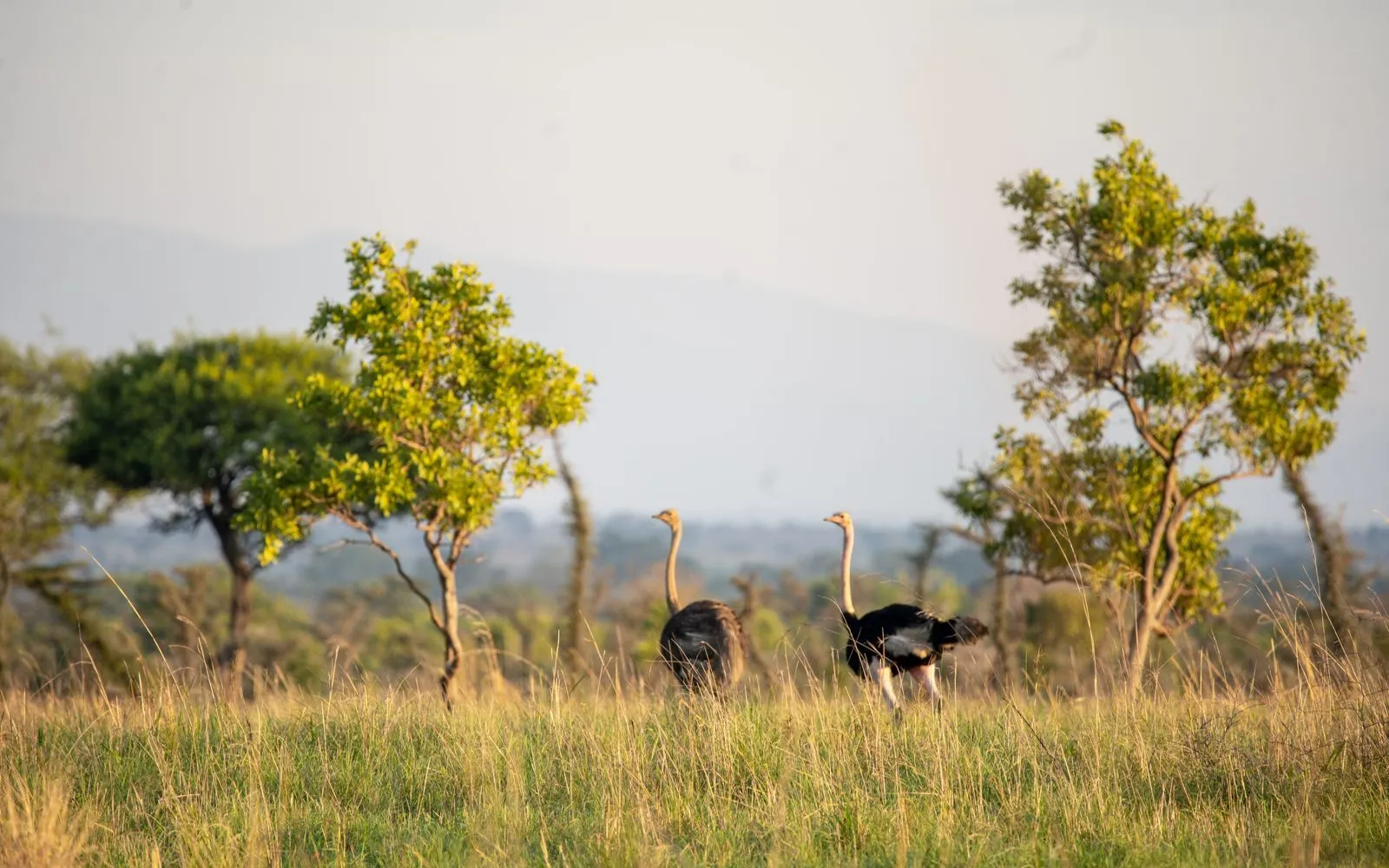 Kidepo National Park