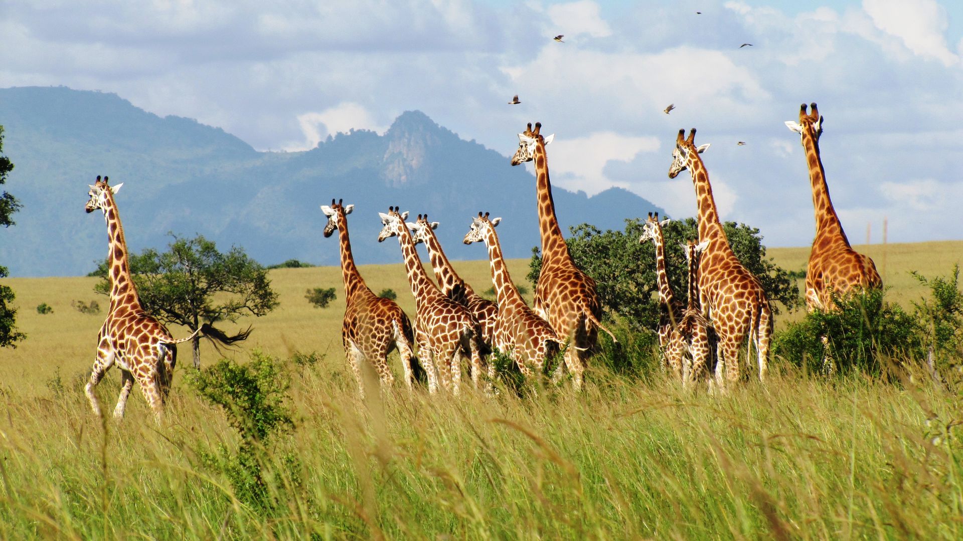 Giraffes In Kidepo Valley National park