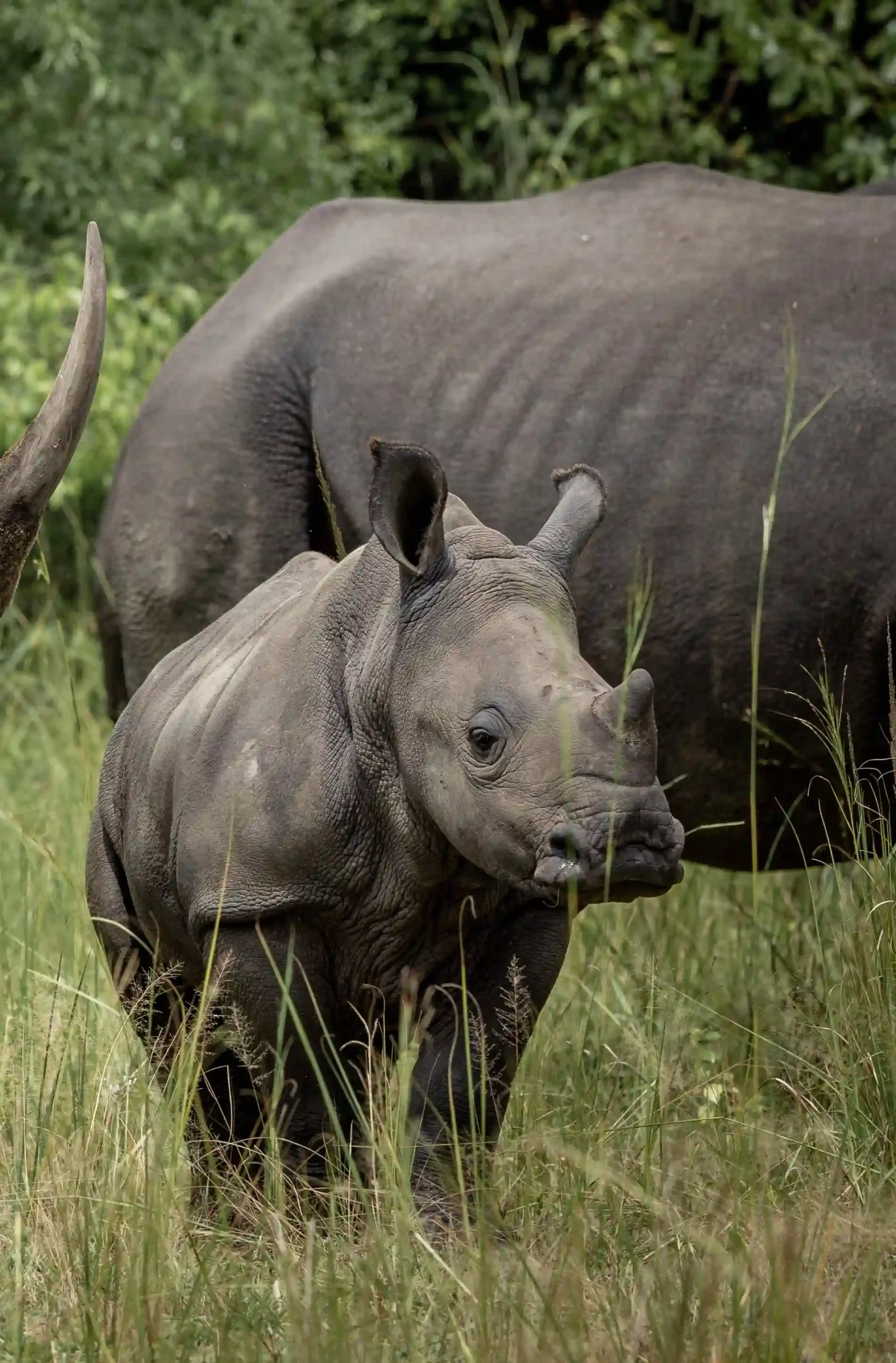Name-a-Rhino-10-1
