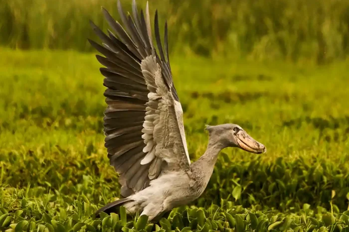 1 Day Mabamba Swamp Shoebill Tour