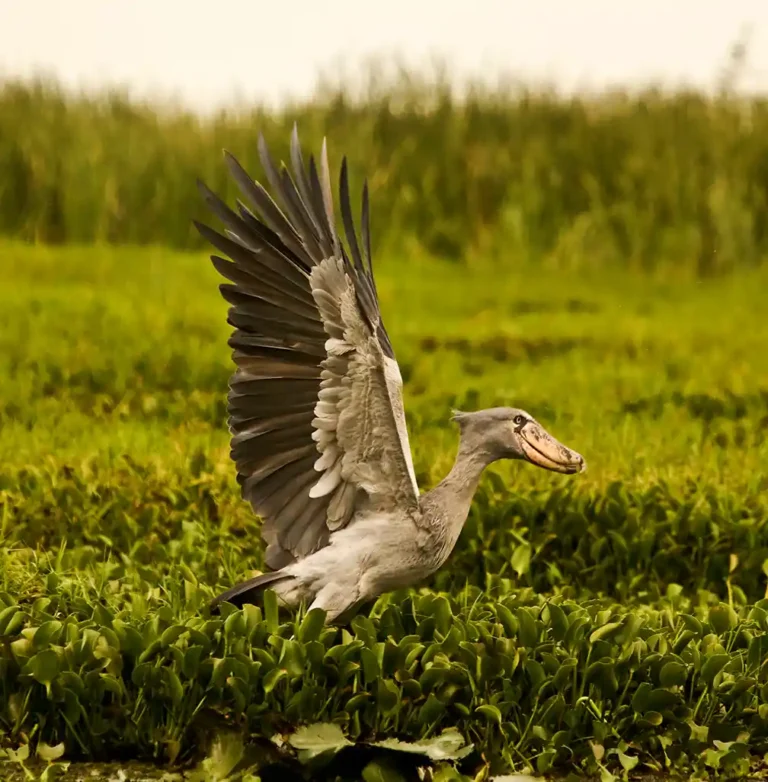 Mabamba Swamp shoebills