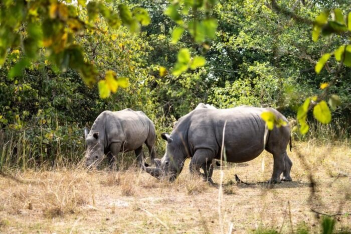 1 Day Ziwa Rhino Tracking Tour