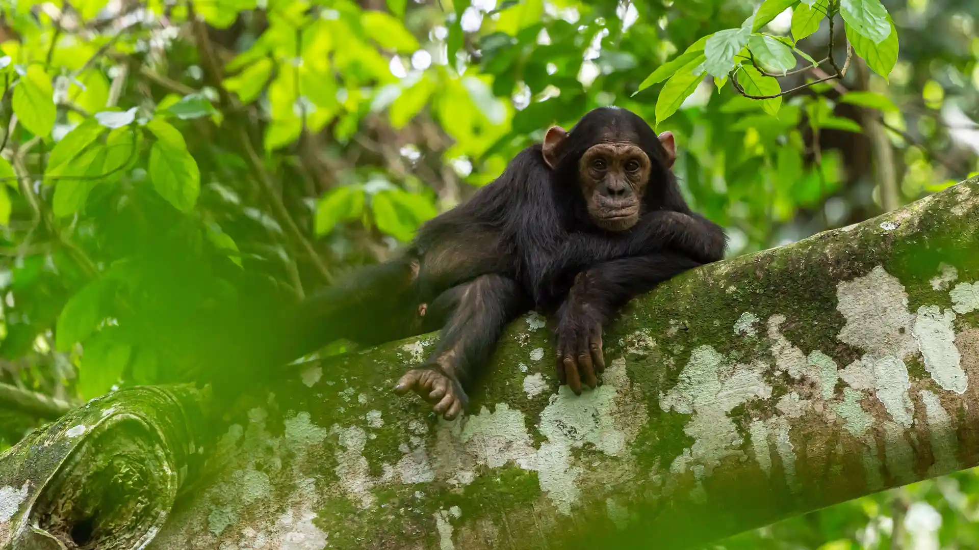Chimpanzee in Bugoma Forest