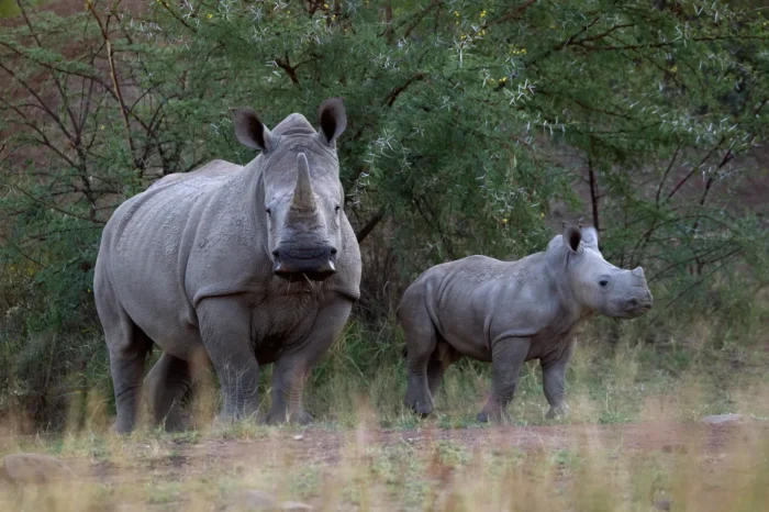 1 Day Ziwa Rhino & Wildlife Ranch Tour