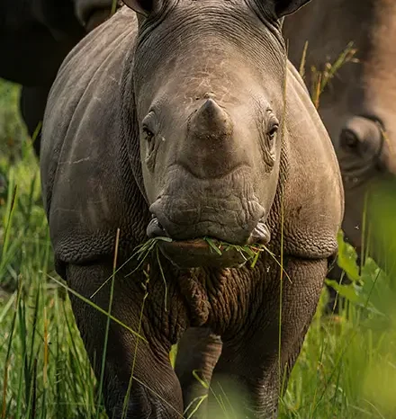 1 Day Ziwa Rhino Tracking Tour