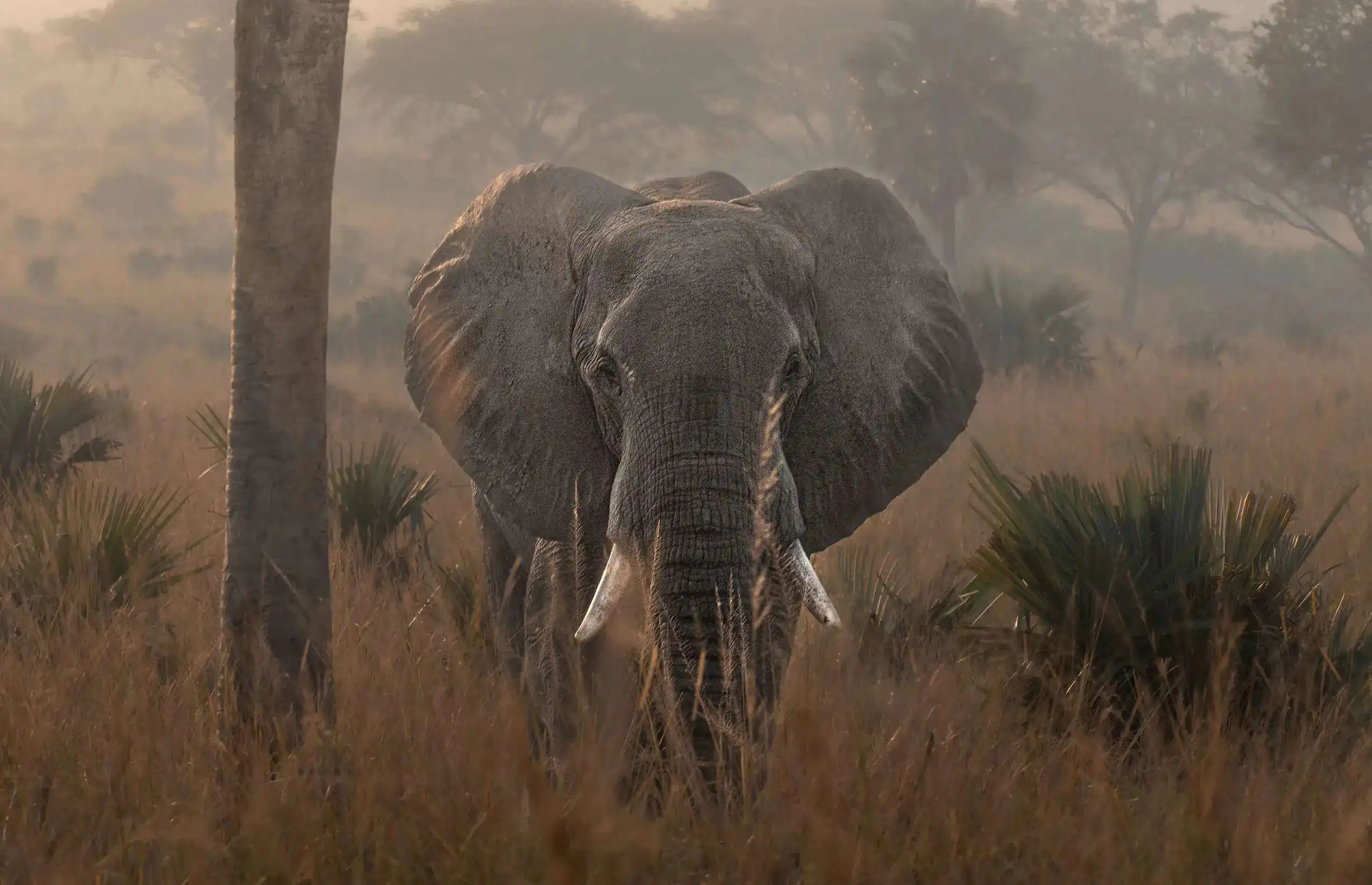 an elephant in Murchison Falls National Park