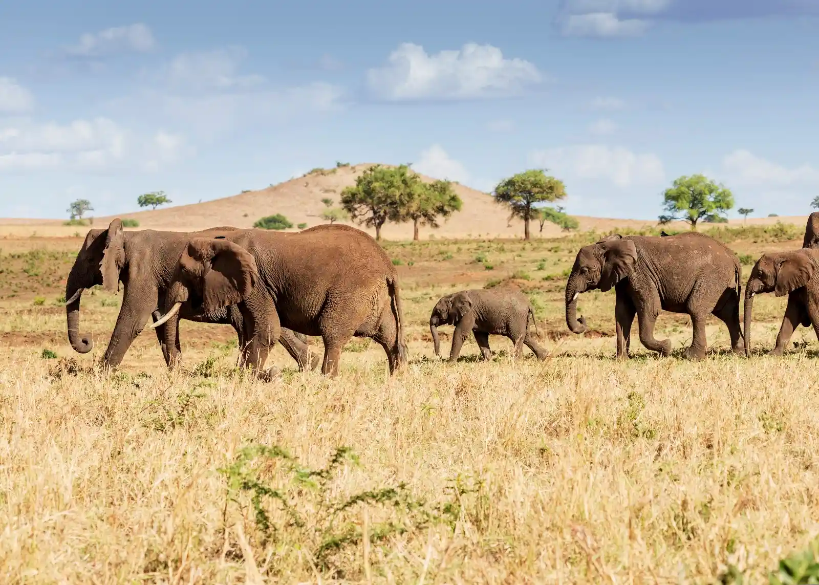 elephants in Kidepo