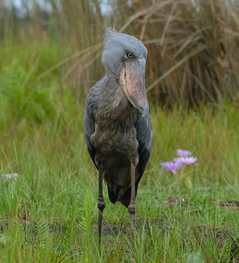 mabambawetlands-fdce6390
