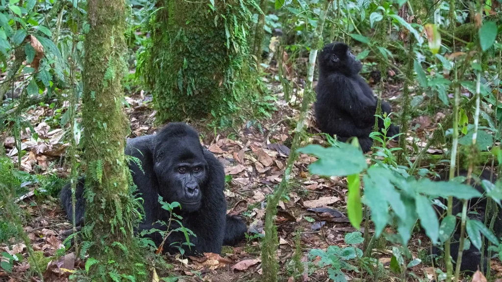trekking-gorillas-in-uganda-unknown-3991