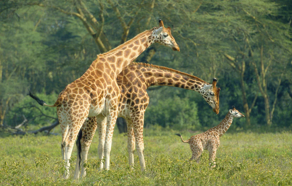 Giraffes in Murchison Falls National Park