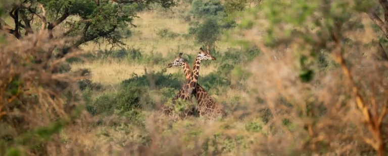 Uganda National Parks Fees and Permits
