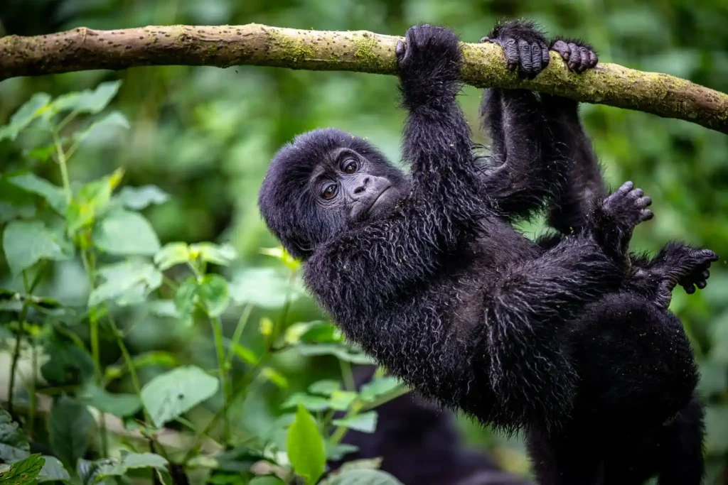 Gorilla trekking on Luxury Uganda Safaris