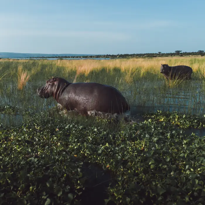 hippos in Queen Elizabeth National Park