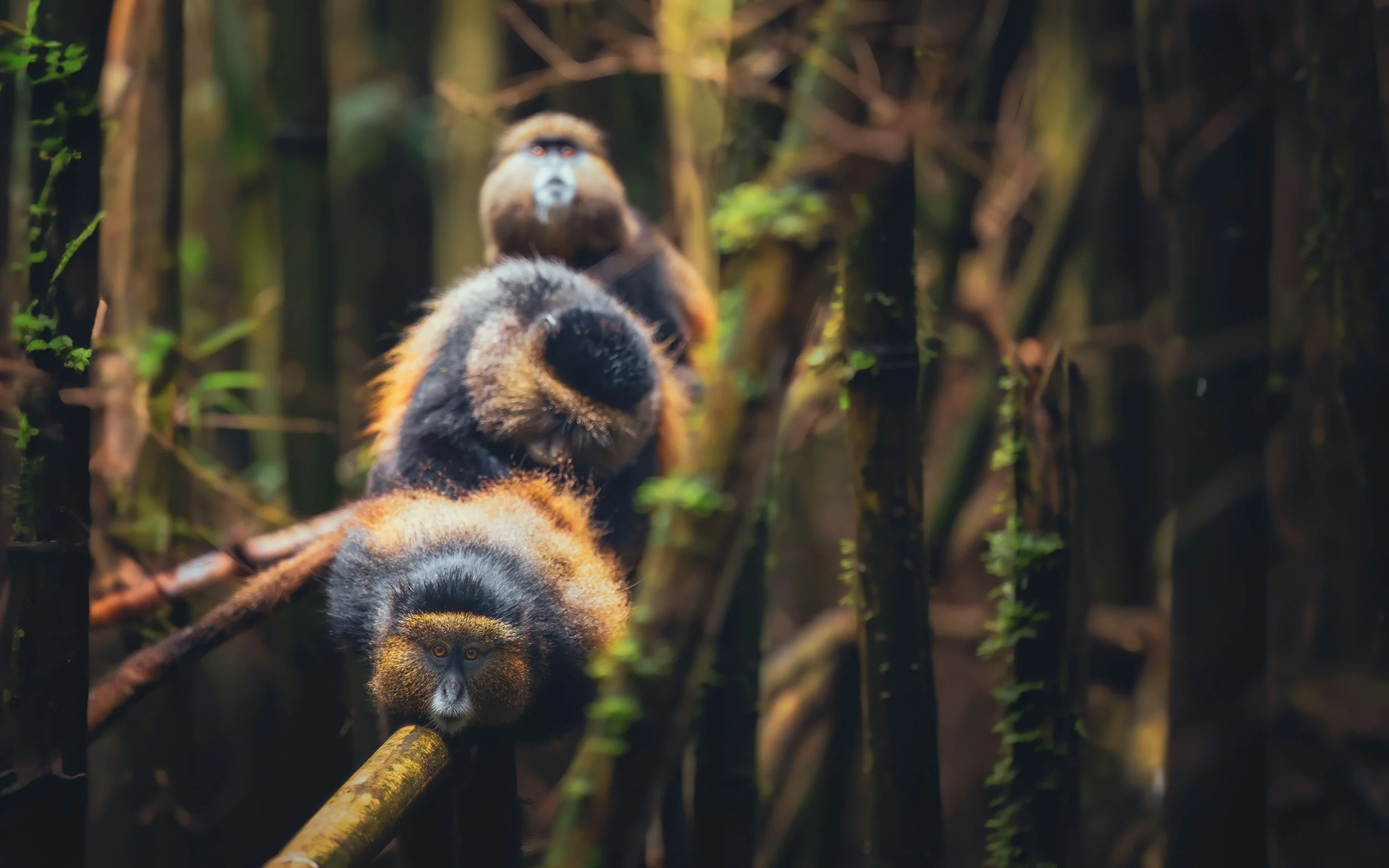 Golden Monkeys In Uganda