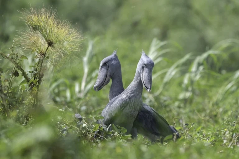 Choose Uganda Safaris - Sheobill Tours