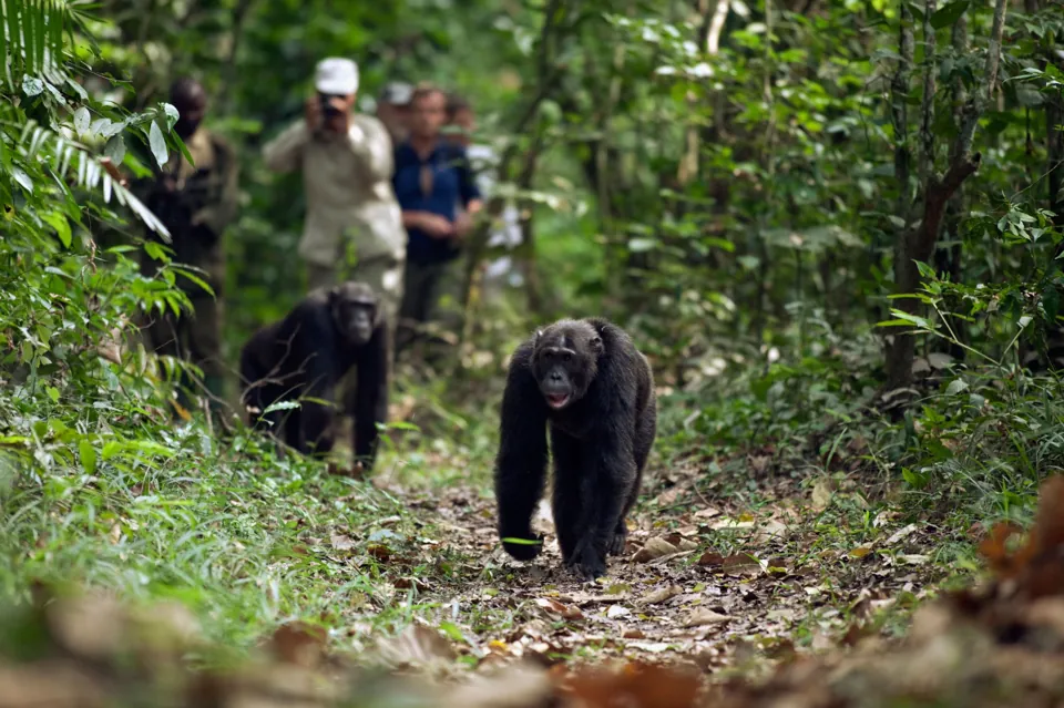 Chimpanzee Trekking in Uganda