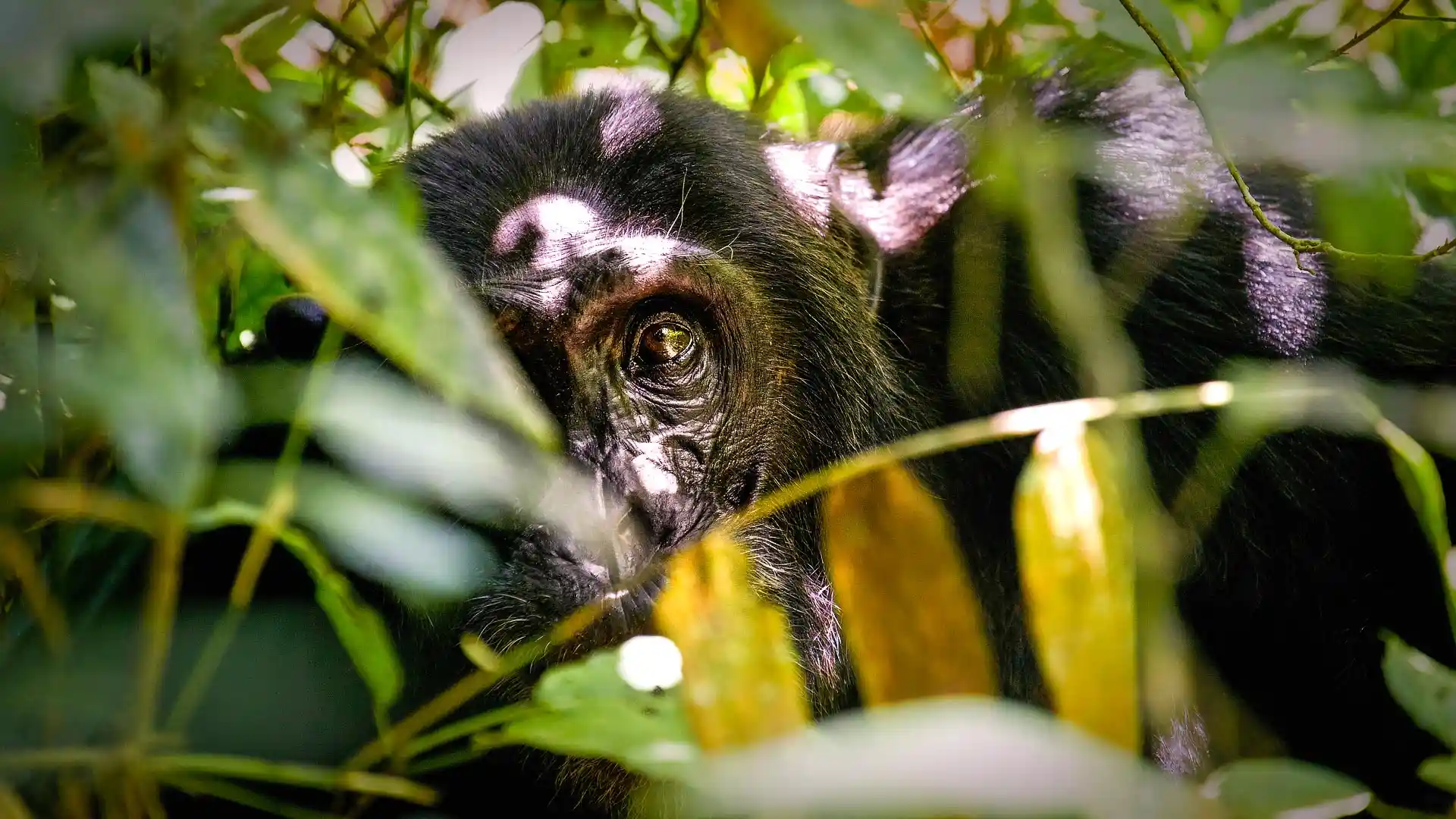 Chimpanzee Trekking in Kibale Forest
