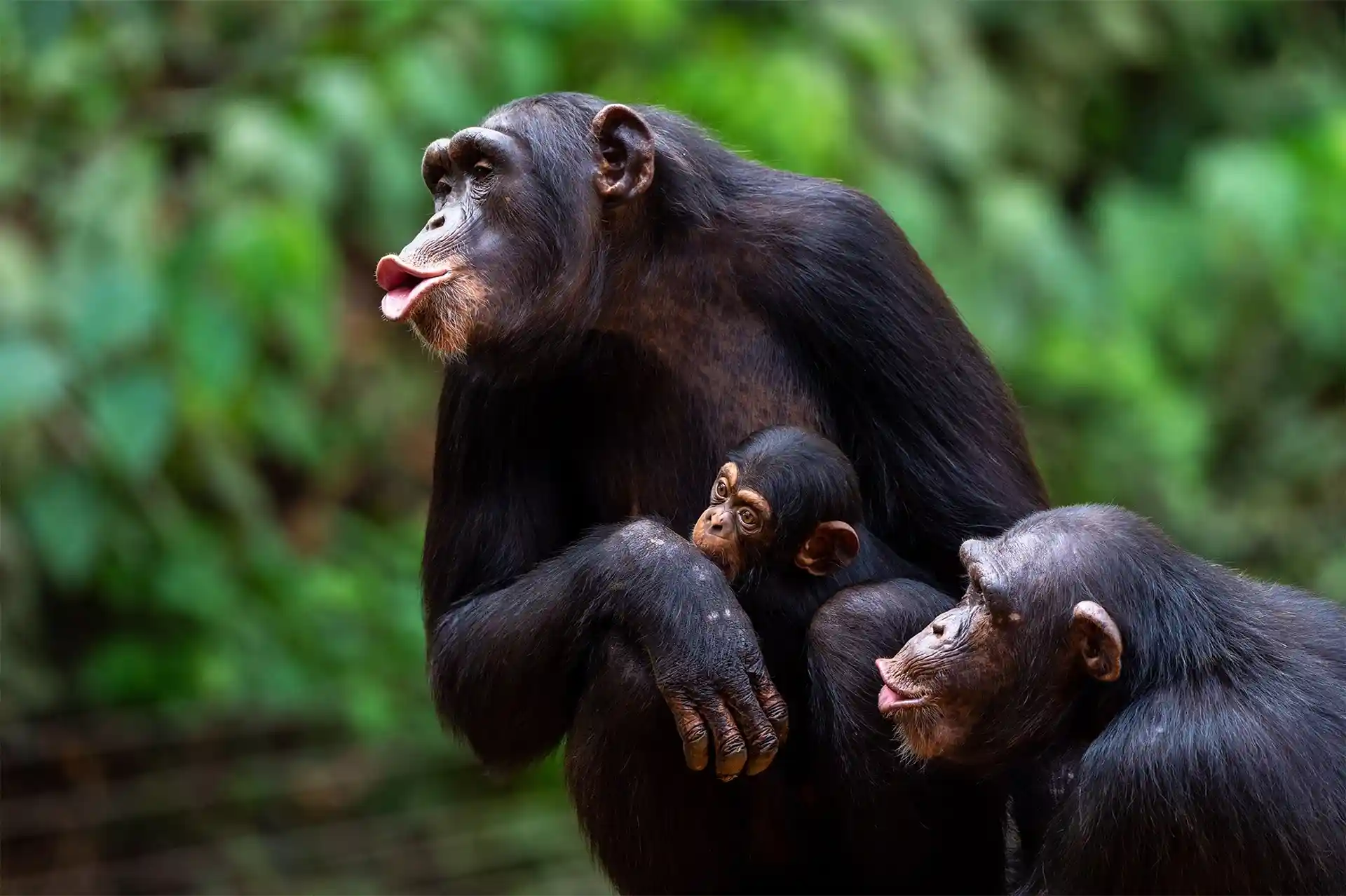 Chimpanzee trekking tours in Uganda