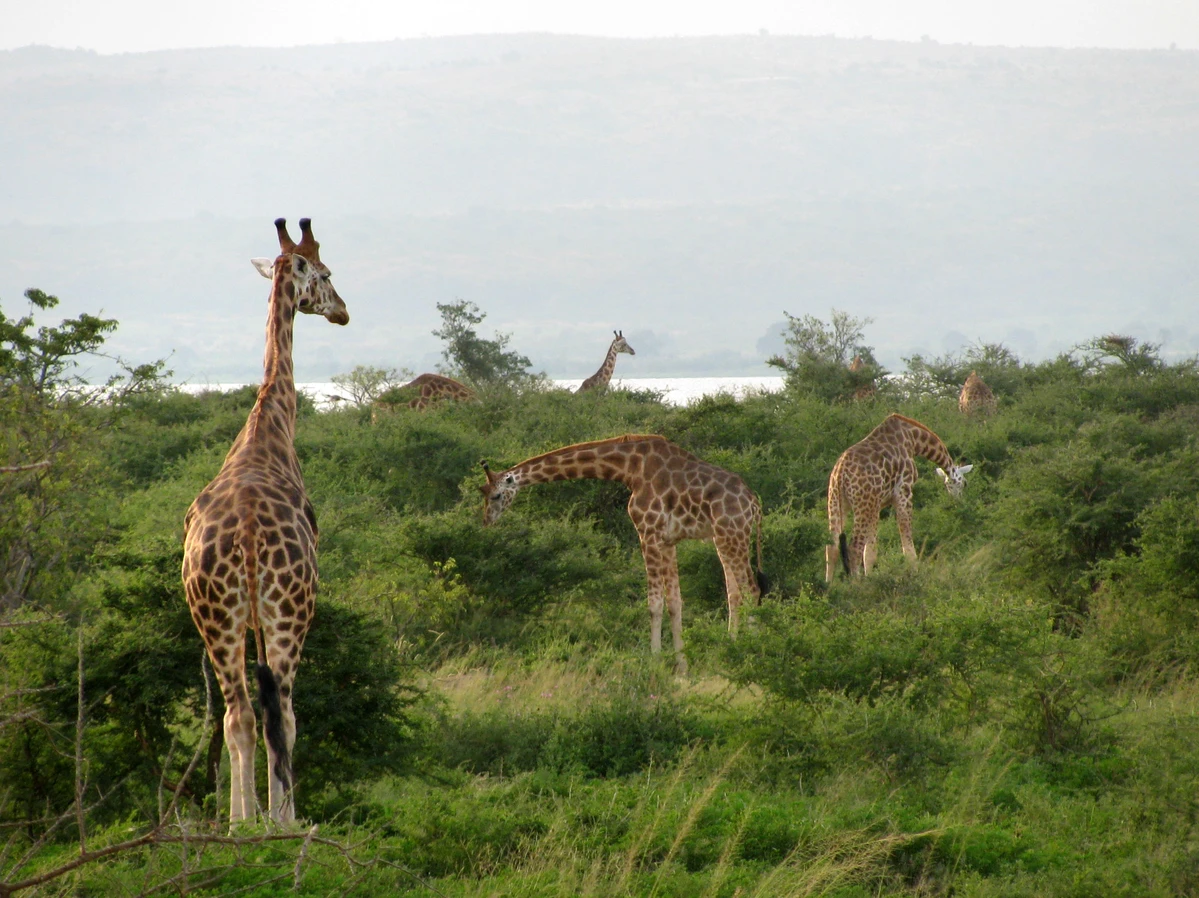 Giraffes In Murchison Falls National Park