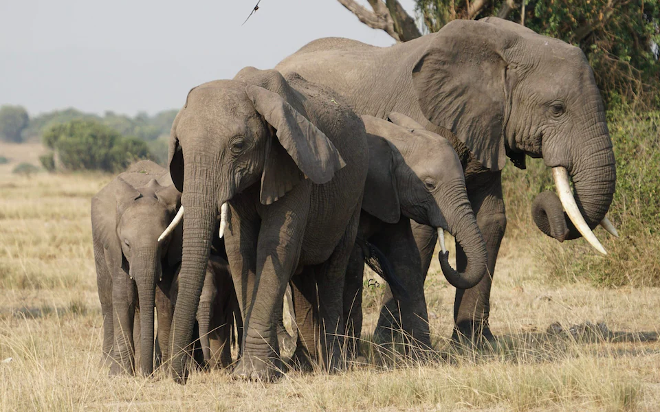 elephants in Murchsion Falls National park