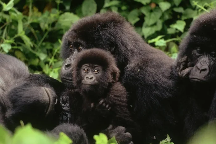 12 Day Luxury Uganda Safari – Into the Wild