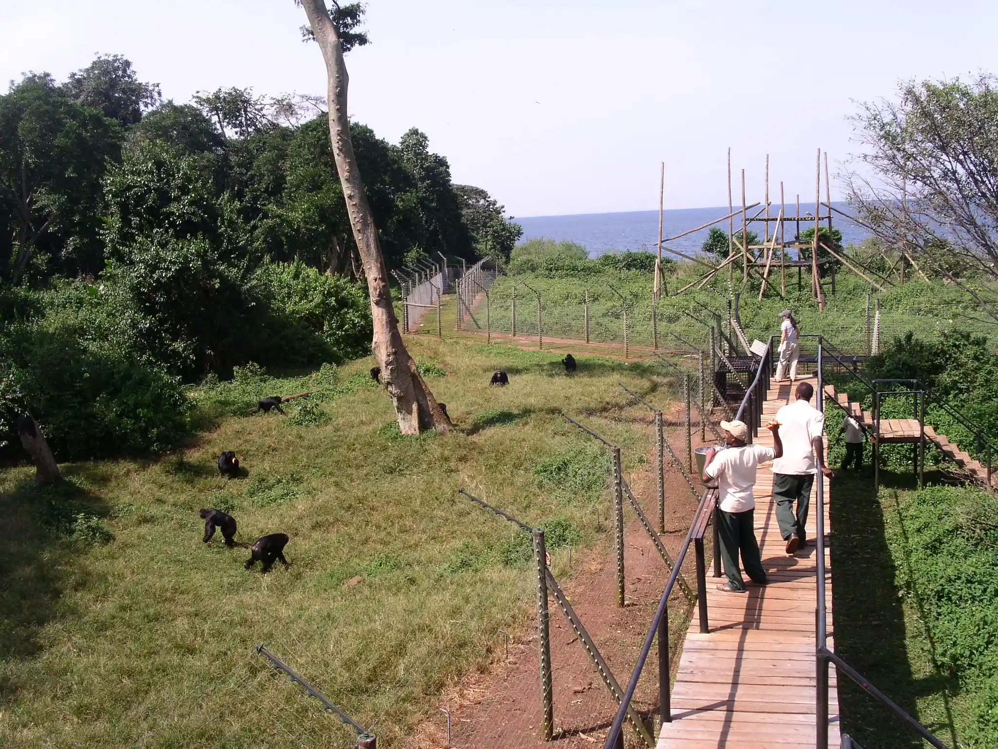 Ngamba Island Chimpanzee Viewing