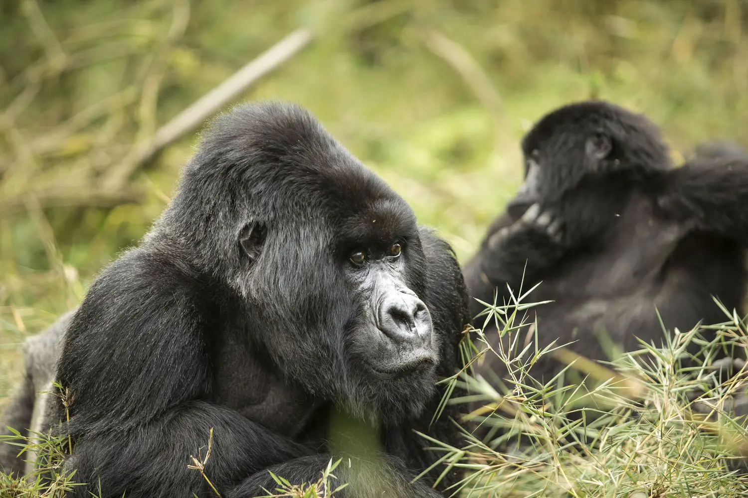 Gorilla trekking in Uganda
