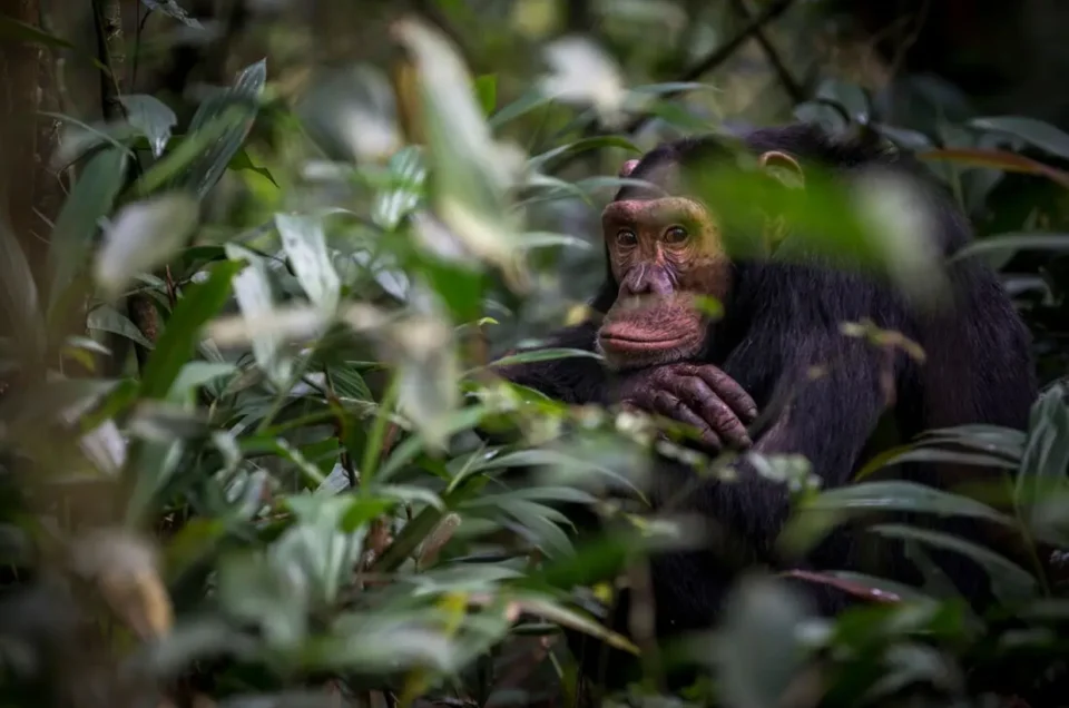 9-day Uganda Safari